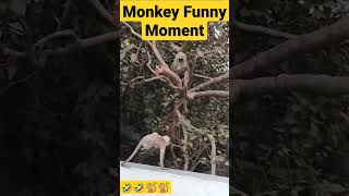 #shorts #reels #monkey #funny #comedy #viral #monkeybaby