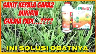 HEBISIDA SELEKTIVE AMPUH KENDALIKAN GULMA PADI || SELECTIVE HERBICIDE EFFECTIVE CONTROL RICE WEED