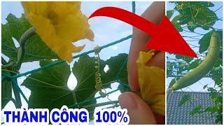 #19 Thụ phấn cho mướp thành công 100%