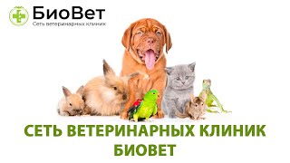 Ветеринарные клиники БиоВет