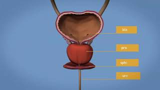 Benign Prosthetic Hypertrophy ضخامه سلیم یا بزرگ شدن پروستات