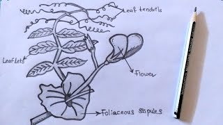 Drawing PISUM // Drawing PEA plant // Pencil art 3/30 #pisum #pea #botany #record #zoology #drawing