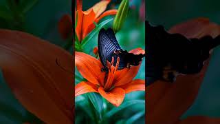 Colourful Butterfly 🦋🦋 with slow Music 🎵🎶