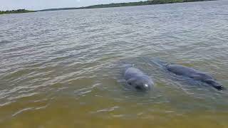 Manatees at South Dredge Island, Mosquito Lagoon, near Cape Canaveral