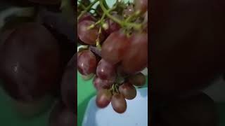 Grapes #Fruits #shortsvideo #ytshorts