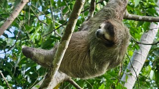 Sloth hanging by the house...possibly pregnant??Puerto Viejo Costa Rica 2024