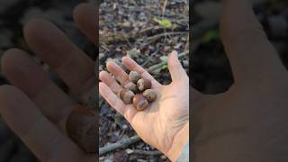 A SURPRISING FACT about RED OAK ACORNS!