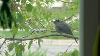 Catbird Singing Just For You