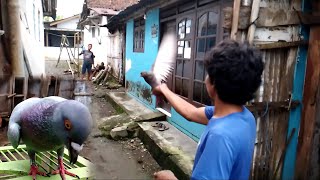 cara melatih merpati/piyikan yang baru keket