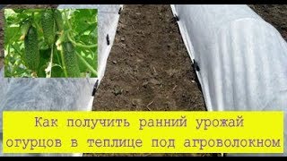 Как получить ранний урожай огурцов в теплице под агроволокном .