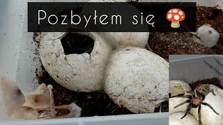 POZBYŁEM SIĘ GRZYBÓW U PAJĄKA!