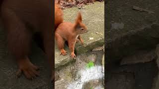 Cutest Red Squirrel • Amazing Wildlife #funnysquirrels #funnyanimals  #nature