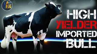 IMPORTED BULL | High Yielder Bull 18000kg+ Milk Record| Pedigree, Production, Type Traits & Progeny