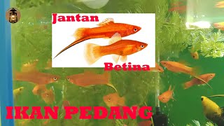 Ikan Pedang Merah