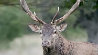 Red stag hunting in Bulgaria/Лов на благороден елен