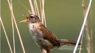 Nature Segment: Long Pond Greenbelt