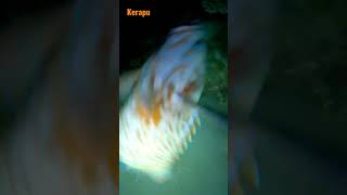 Night Spearfishing Kerapu #shorts