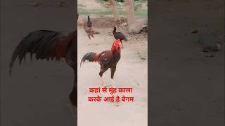 कहां से मुंह काला कर के आई हो ##funny #shortvideo #youtubeshorts