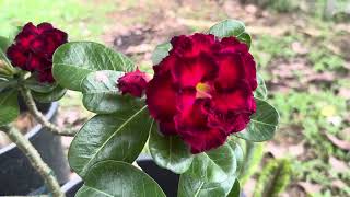 Beautiful Flower of adenium🌺 #adenium  #flowers  #fyp  #amazing