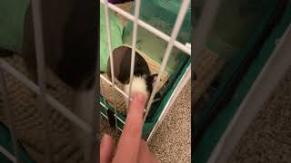 Cute guinea pig