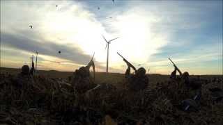 North Dakota Waterfowl Hunting - Goose Teaser