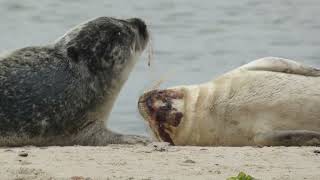 Dänemark 24.09.24 08 Grenen #robbe #seal #wildlife #nature #animals #wildanimals