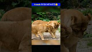 Female शेर ऐसा क्यों करती है 😱 | Lion VS Lion | Why does a female lion do this 🤯 #shorts #facts