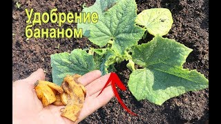 Подкормка Огурцов Банановой Кожурой Удобрение из Банановой Шкурки Банановая Кожура как Удобрение