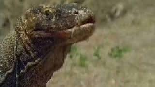 Microsoft Dangerous Creatures CD-ROM (1994) - Komodo Dragon