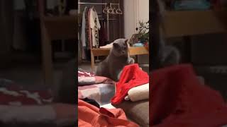 Laugh out loud   Funny Cute Cat and Kittens   I love Cats   Part 3 😆😆😆 #Shorts 😆😆😆