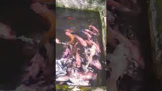 Kondisi Ikan sangat lapar sampe saling rampas makan #shorts