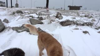 My French Bulldog Running on Lake St Clair