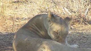 Etosha Lioness, Etosha NP Namibia