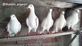 पंजाबी कबूतरों के बारे में जानिए कुछ बाते। some basic knowledge of Punjabi pigeon 💞 पंजाबी असली नसल