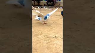 Bird doing back flips