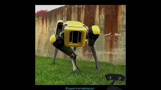 robot dog Run