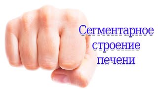 Сегментарное строение печени по Куино #анатомия #печень #сегмент #строение #Куино