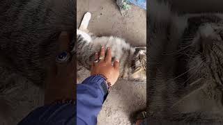 kucing nya lagi hamil duhhh //#catlovers