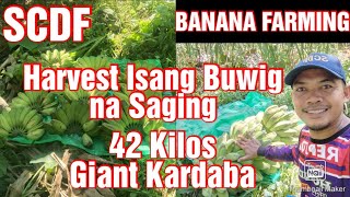 Banana Farming || Harvest Isang Buwig na Saging 42 Kilos