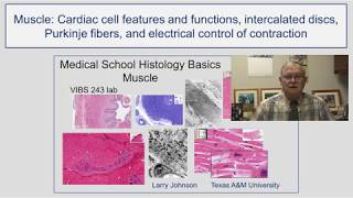 Muscle- Cardiac cell features and functions, intercalated discs, Purkinje fibers