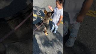 Training In Public With Distractions. #dog #puppy #dogtraining #training #shorts