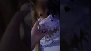 So scary #doge #cat #shortvideo