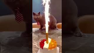 Cat vs fire! #cat #usa #catfunny #funny #usacats #catvideos #funnyvideo #pets #catsusa