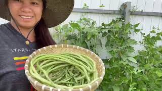 HARVEST TIME FOR MY LONG-BEANS||ALEX & BYRON||SIMPLY LIVING…