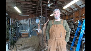 Skinning a whitetail deer in the shop