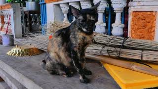 Mom cat in the pagoda is waiting for foods hungry