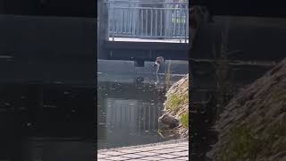 Cat with Skills catches fish out of lake