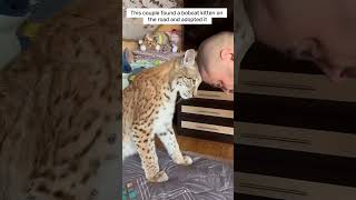 This couple found a bobcat kitten on the road and adopted it #animalshorts #shortvideo