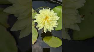 Water Lily  #shorts #reels #shortfeed #waterlily #yellowflower #waterplant #viral