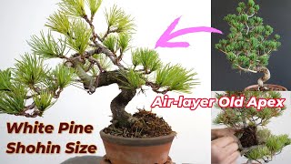 White Pine shohin size becomes Bonsai